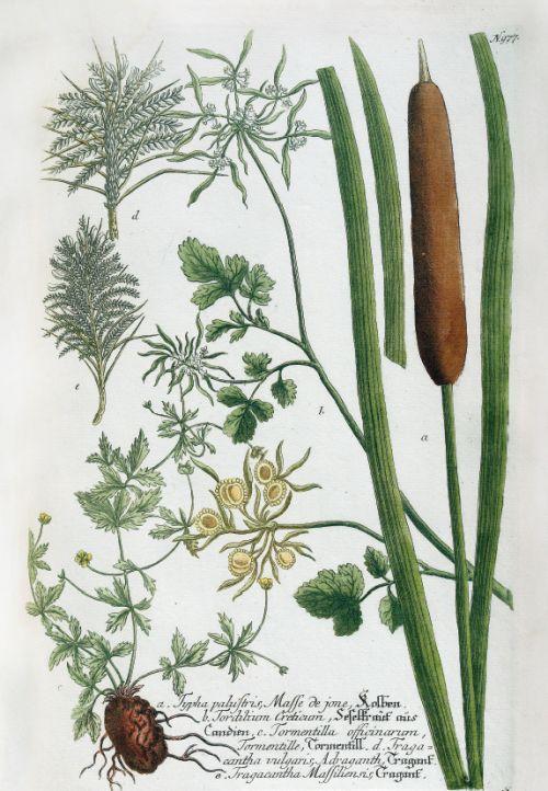 Beispielinhalt (Bild) Vom Garten Eden bis zu Salomos Weinberg