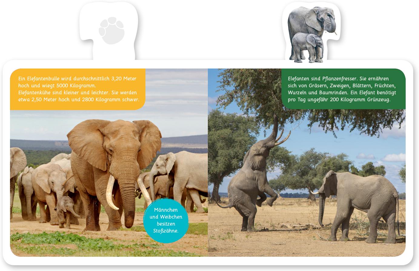 Beispielinhalt (Bild) Mein kleines Tier-Lexikon - Der Elefant
