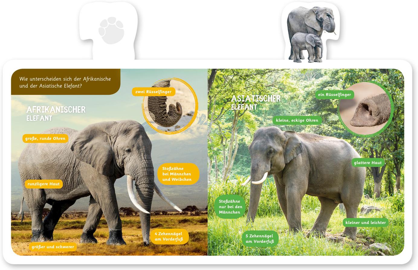 Beispielinhalt (Bild) Mein kleines Tier-Lexikon - Der Elefant