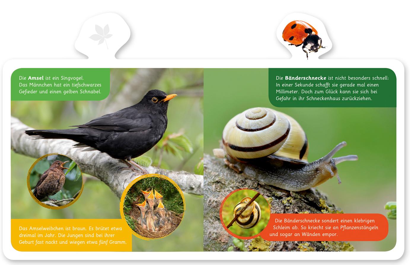 Beispielinhalt (Bild) Mein kleines Tier-Lexikon - Tiere im Garten