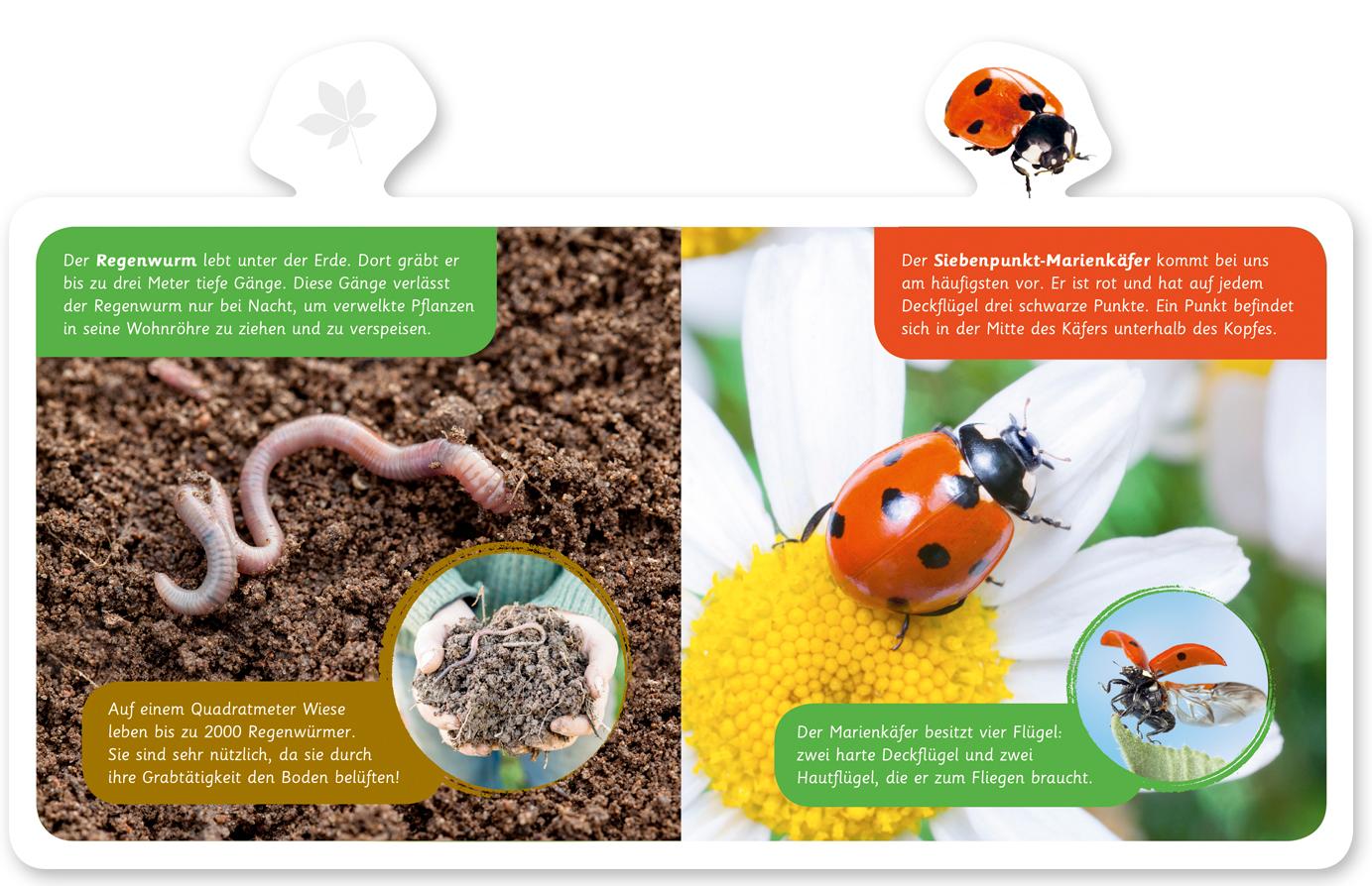 Beispielinhalt (Bild) Mein kleines Tier-Lexikon - Tiere im Garten