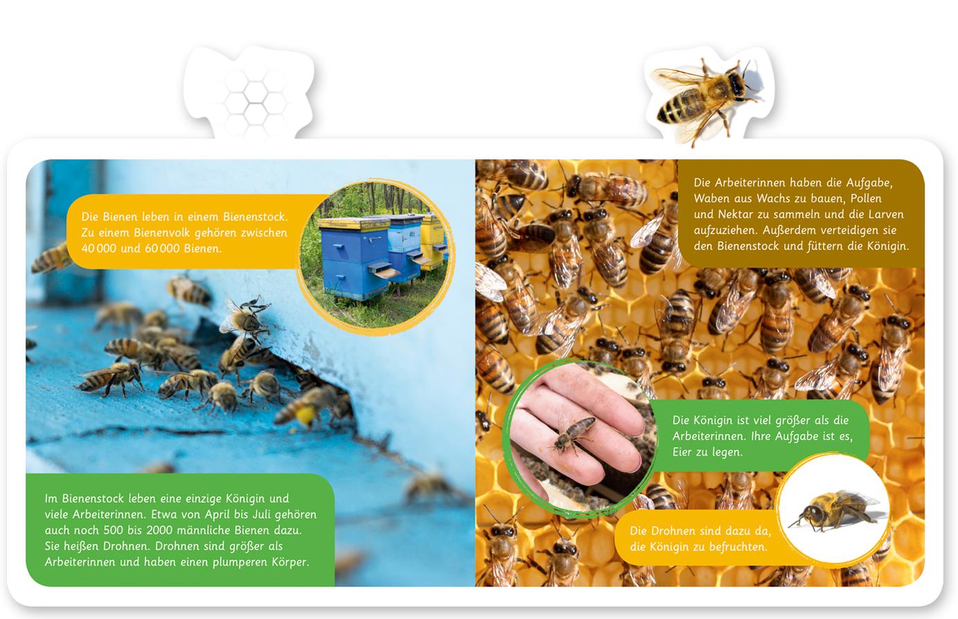 Beispielinhalt (Bild) Mein kleines Tier-Lexikon - Die Biene
