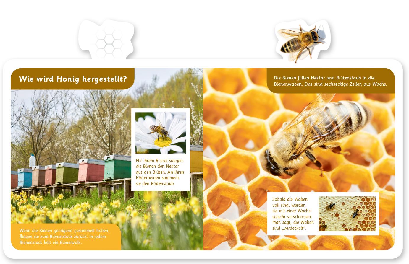 Beispielinhalt (Bild) Mein kleines Tier-Lexikon - Die Biene