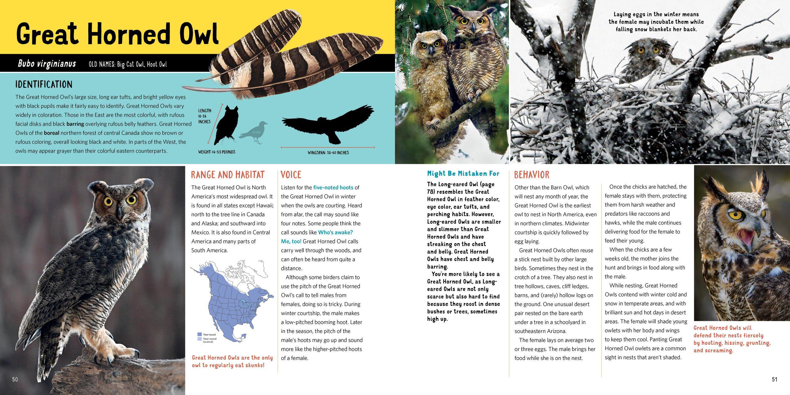 Beispielinhalt (Bild) Owling