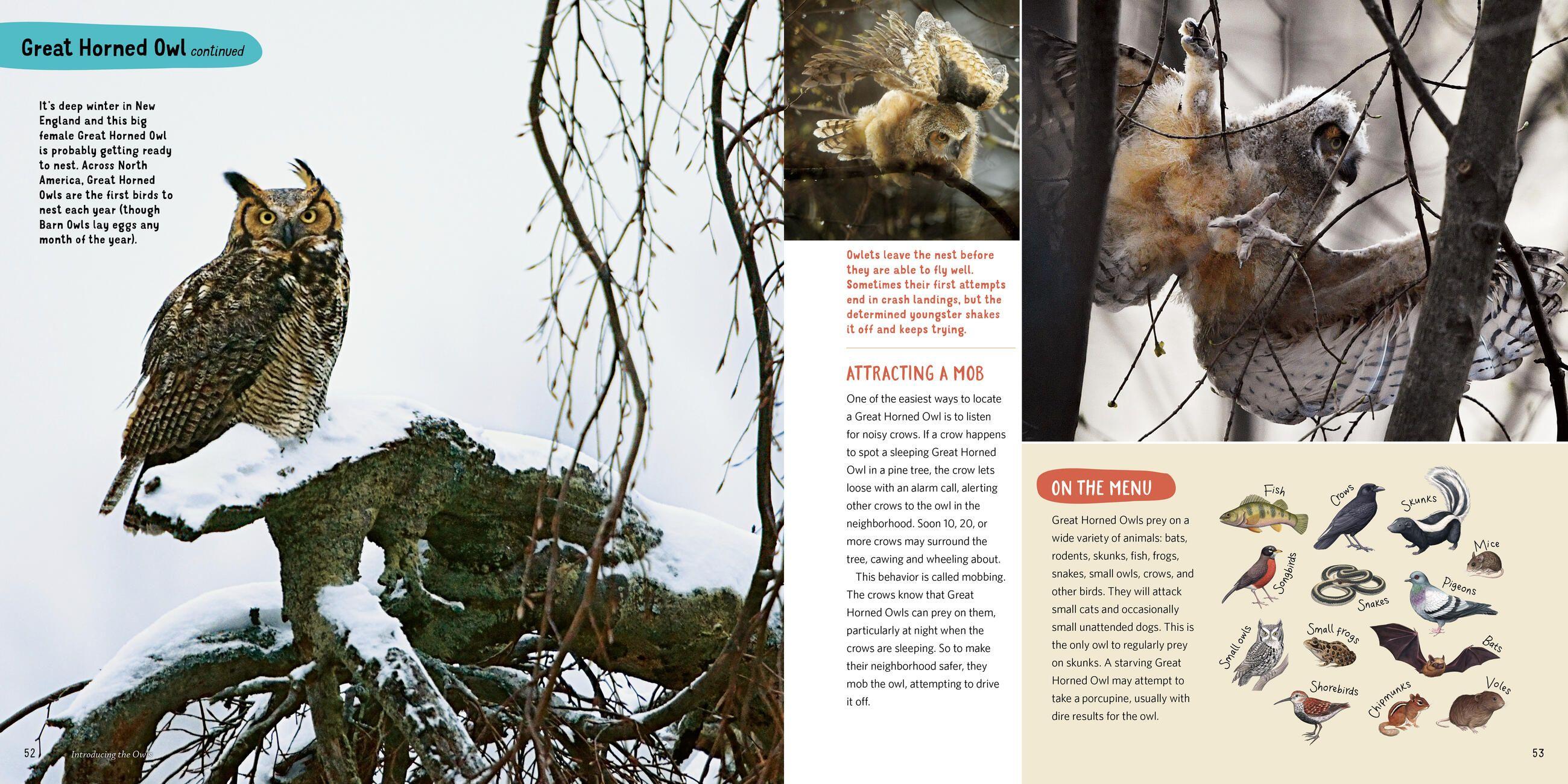 Beispielinhalt (Bild) Owling