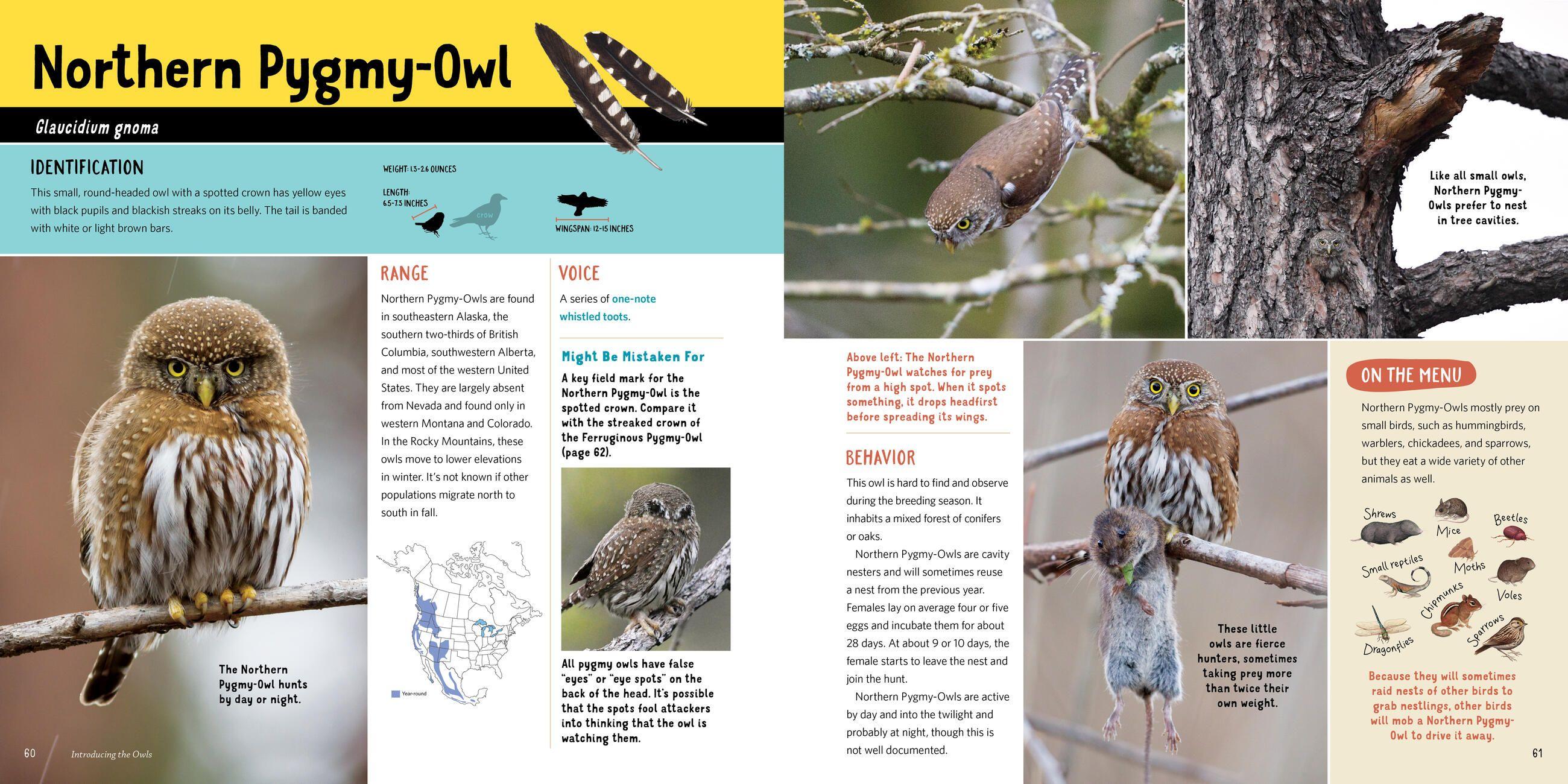 Beispielinhalt (Bild) Owling