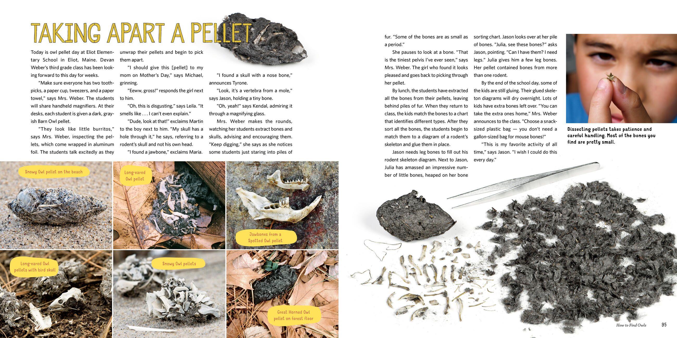 Beispielinhalt (Bild) Owling