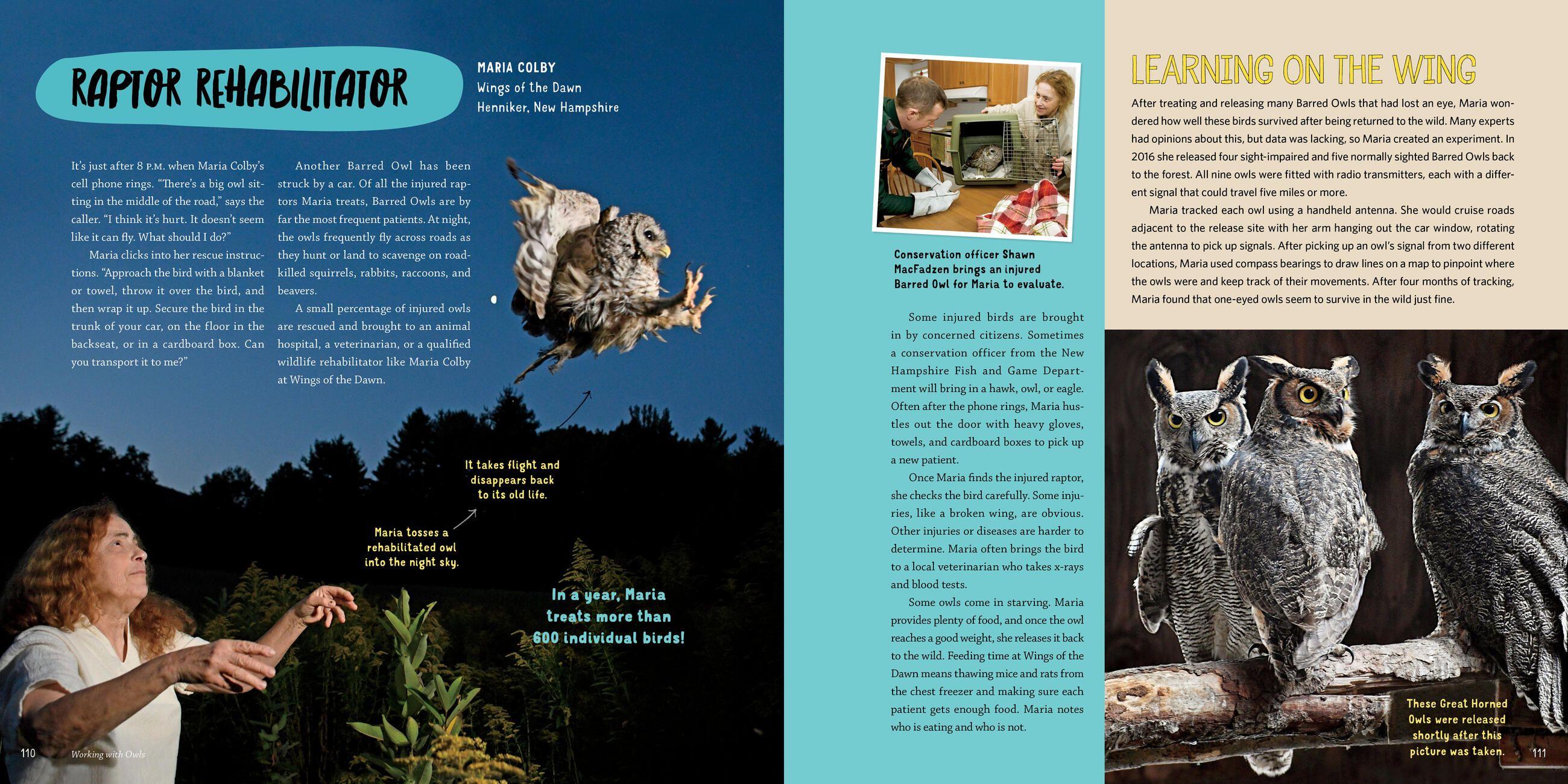 Beispielinhalt (Bild) Owling