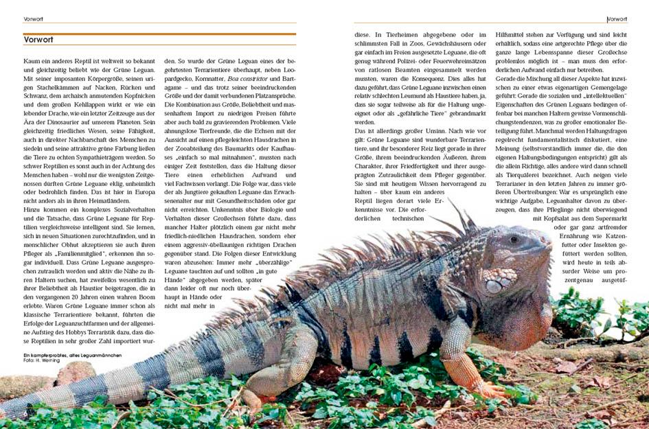 Beispielinhalt (Bild) Grüne Leguane