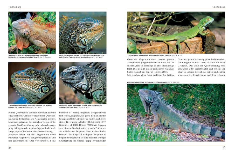 Beispielinhalt (Bild) Grüne Leguane