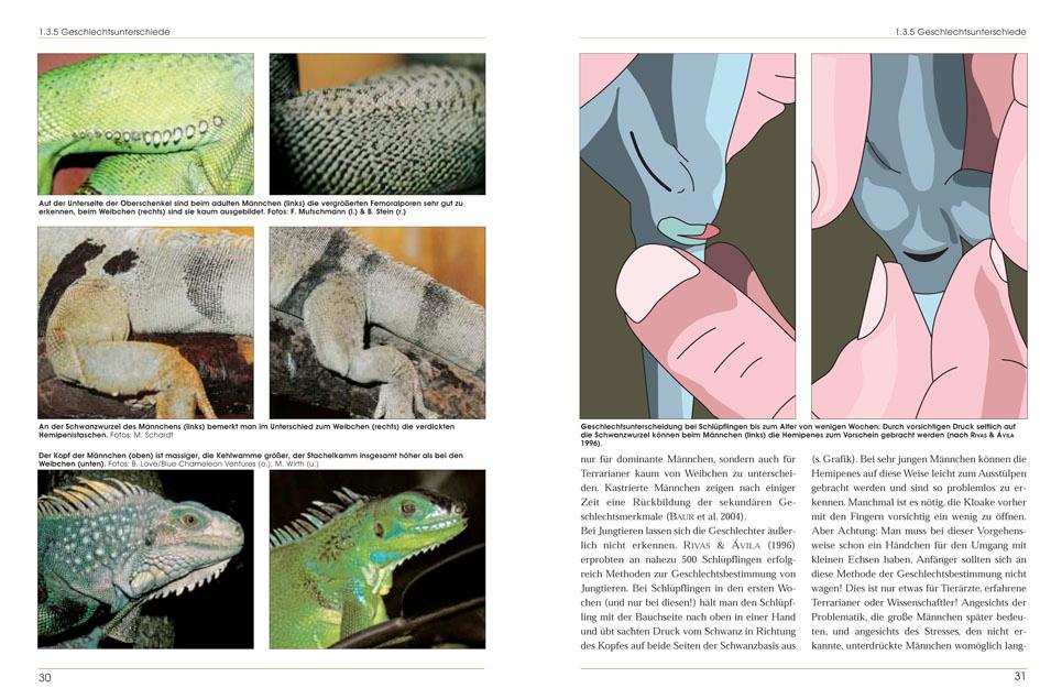 Beispielinhalt (Bild) Grüne Leguane