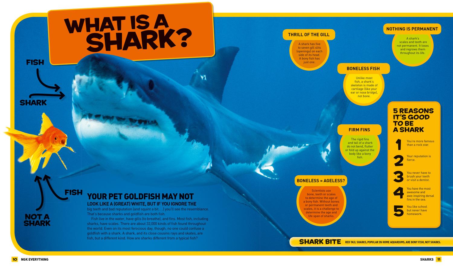Beispielinhalt (Bild) Everything: Sharks