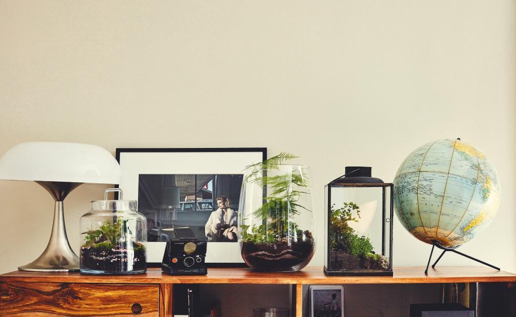 Beispielinhalt (Bild) Terrariums