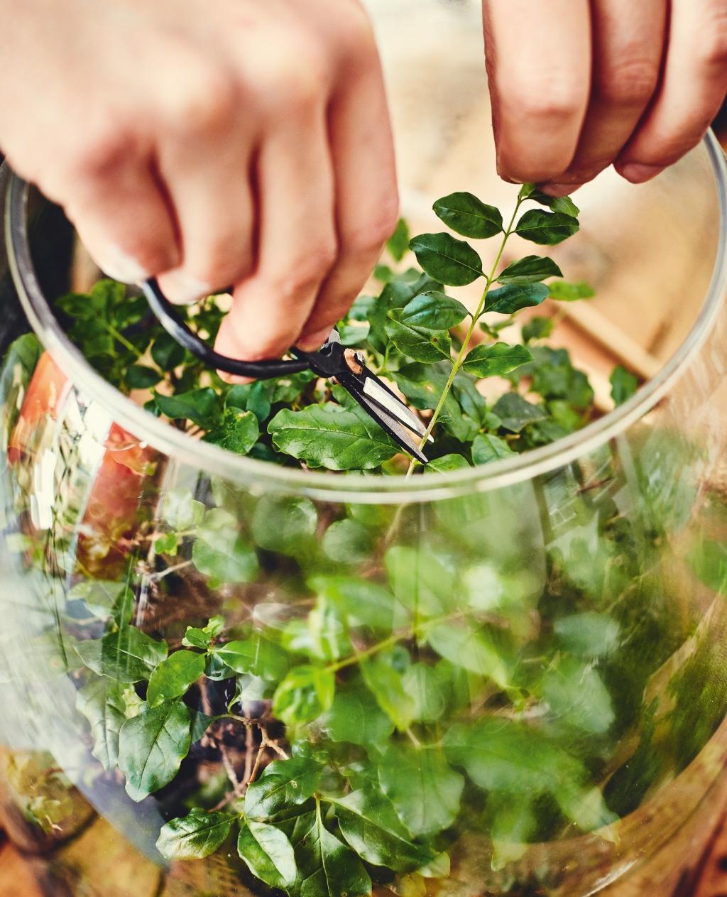 Beispielinhalt (Bild) Terrariums