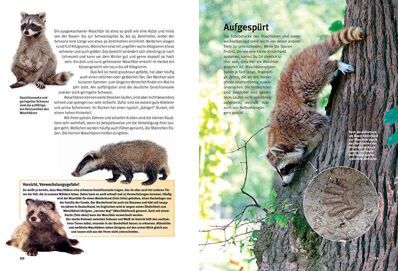 Beispielinhalt (Bild) Entdecke die Waschbären