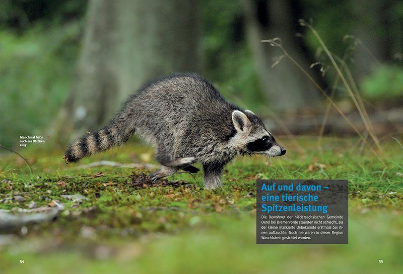 Beispielinhalt (Bild) Entdecke die Waschbären