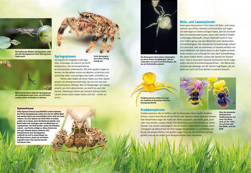 Beispielinhalt (Bild) Entdecke die Spinnen
