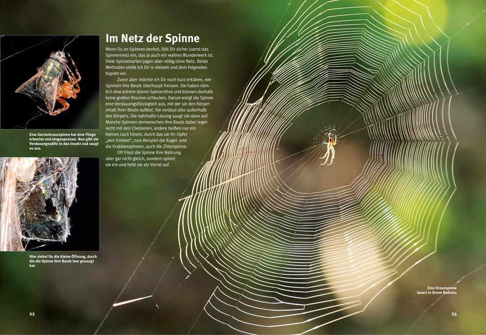 Beispielinhalt (Bild) Entdecke die Spinnen