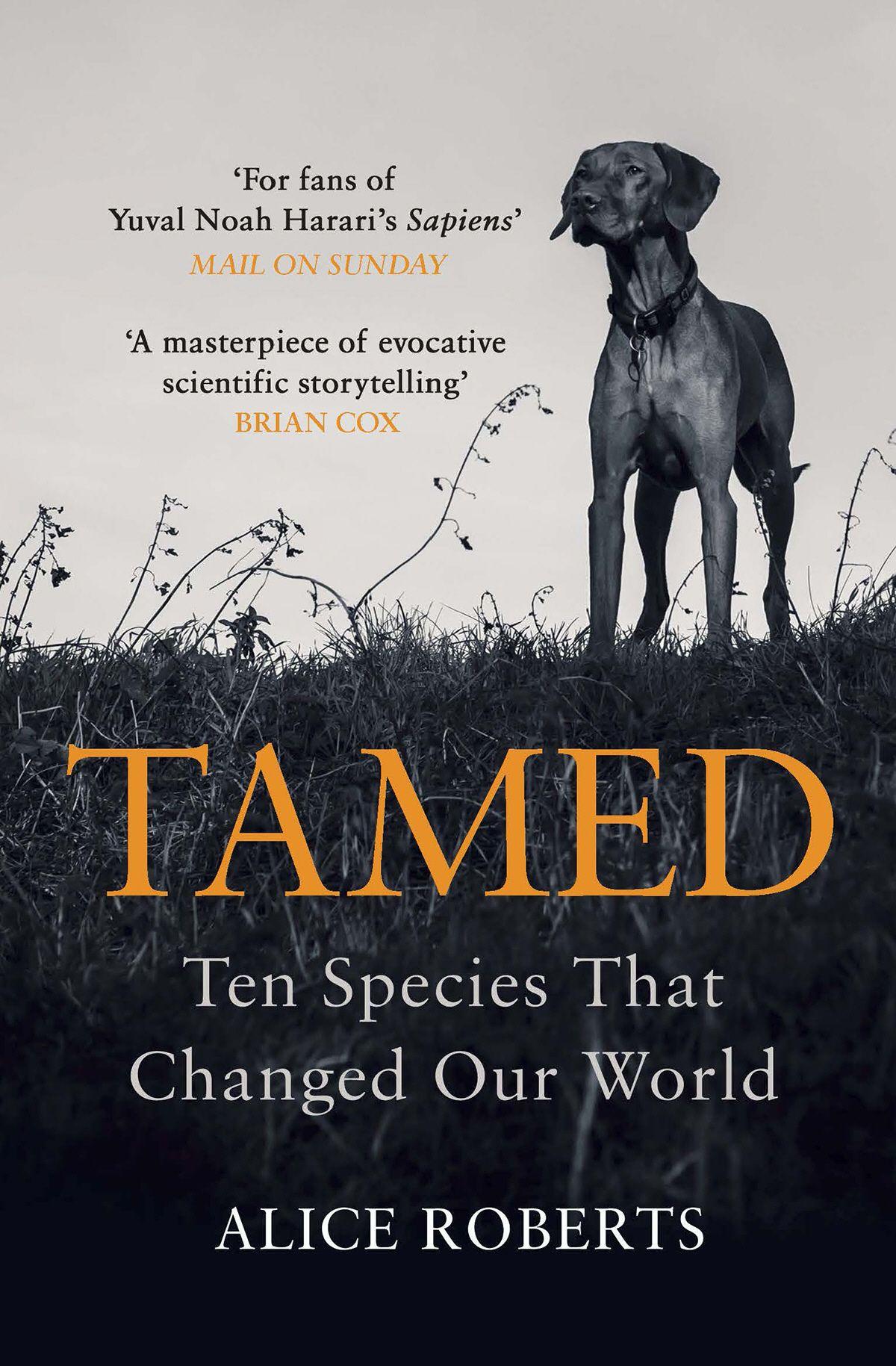 Vorderes Coverbild Tamed