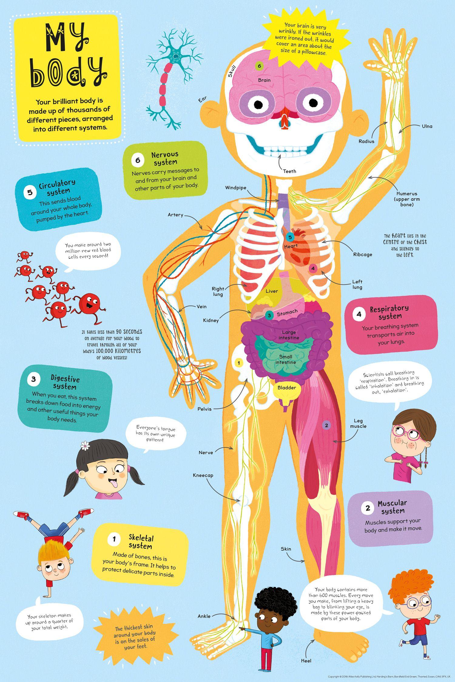 Beispielinhalt (Bild) First Body Book