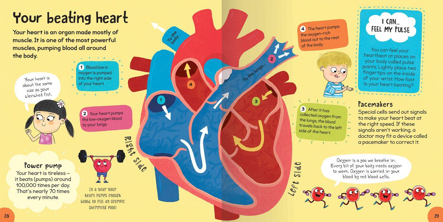 Beispielinhalt (Bild) First Body Book
