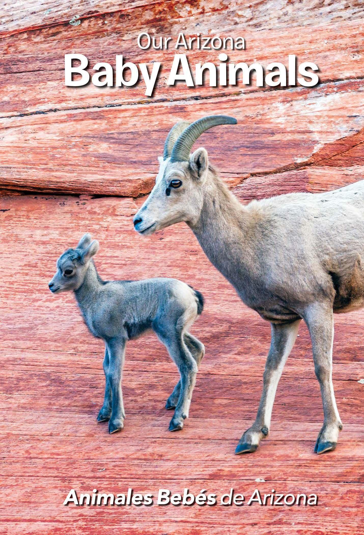 Vorderes Coverbild Our Arizona: Baby Animals