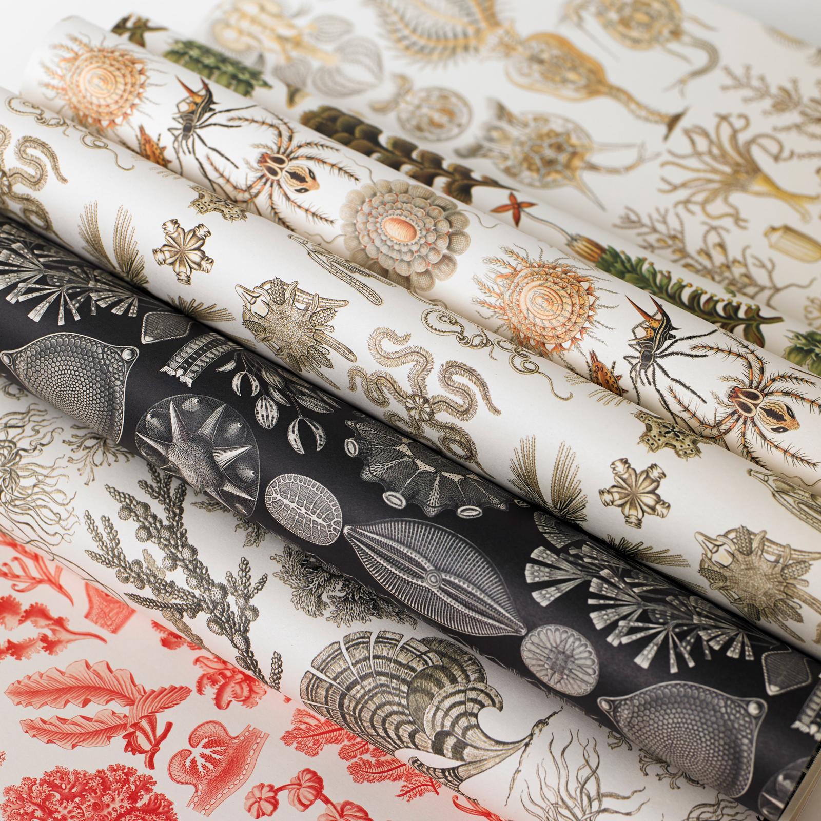 Beispielinhalt (Bild) Art Forms in Nature