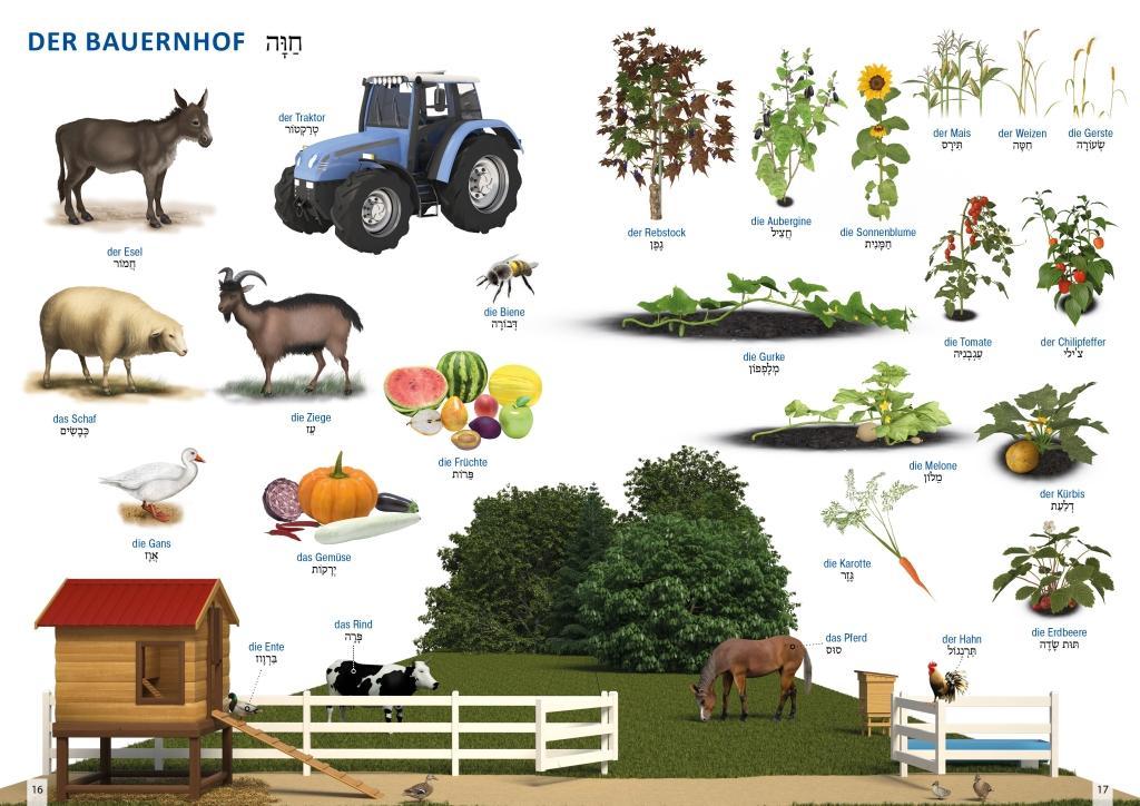 Beispielinhalt (Bild) Bildwörterbuch für Kinder und Eltern Hebräisch-Deutsch