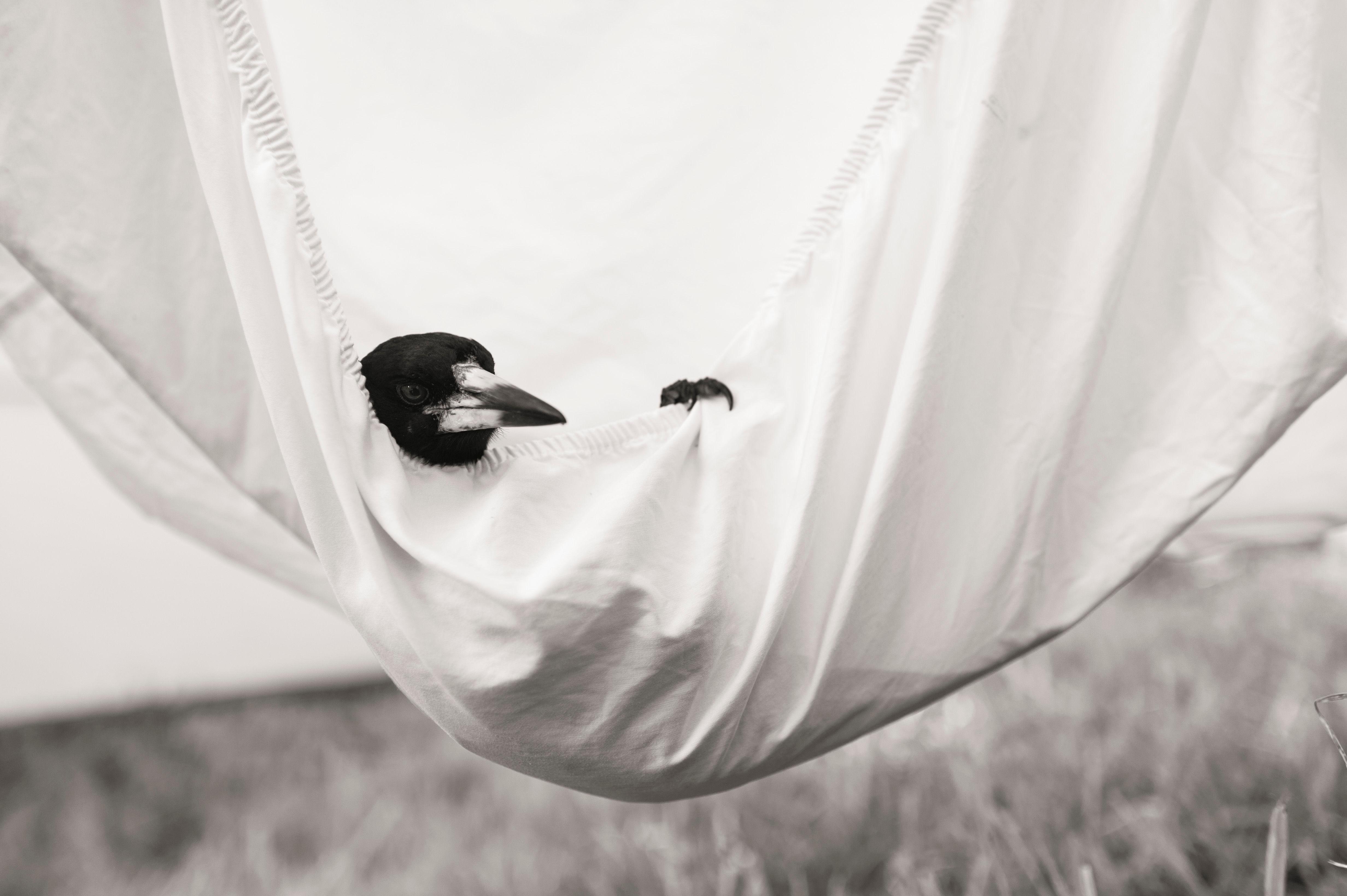 Beispielinhalt (Bild) Penguin Bloom