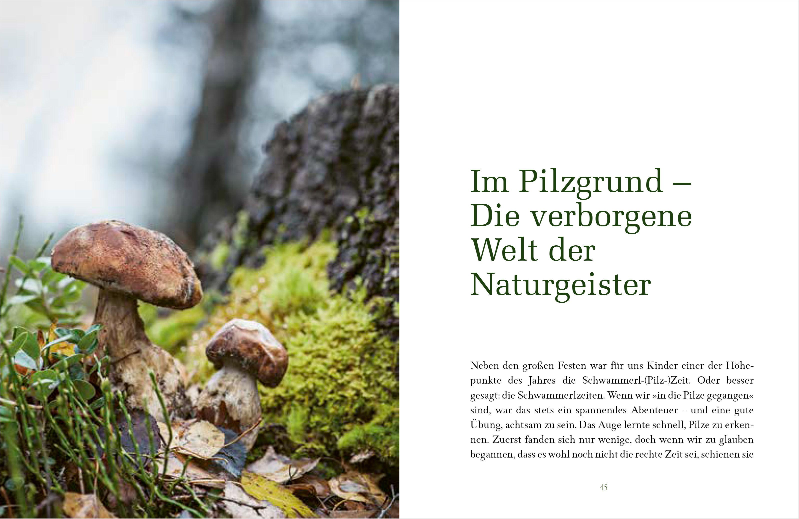 Beispielinhalt (Bild) Die Magie des Waldes