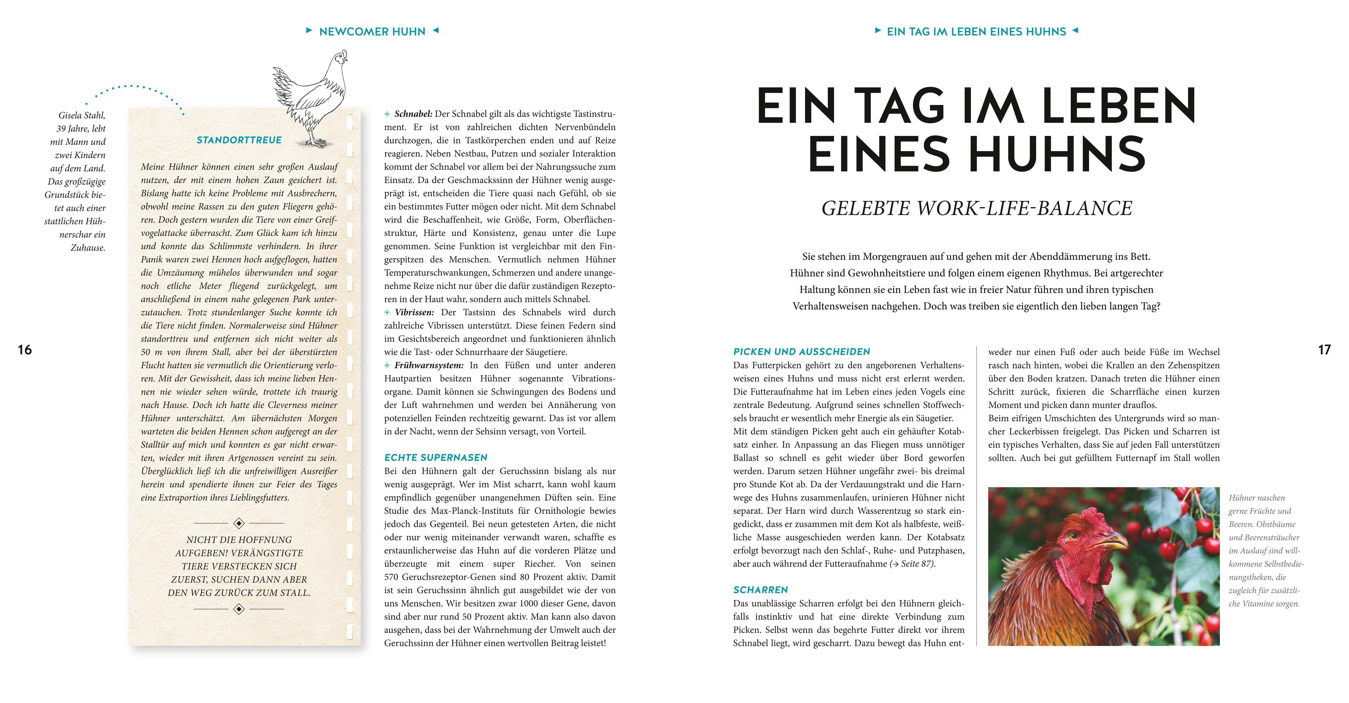 Beispielinhalt (Bild) Hühner Basics