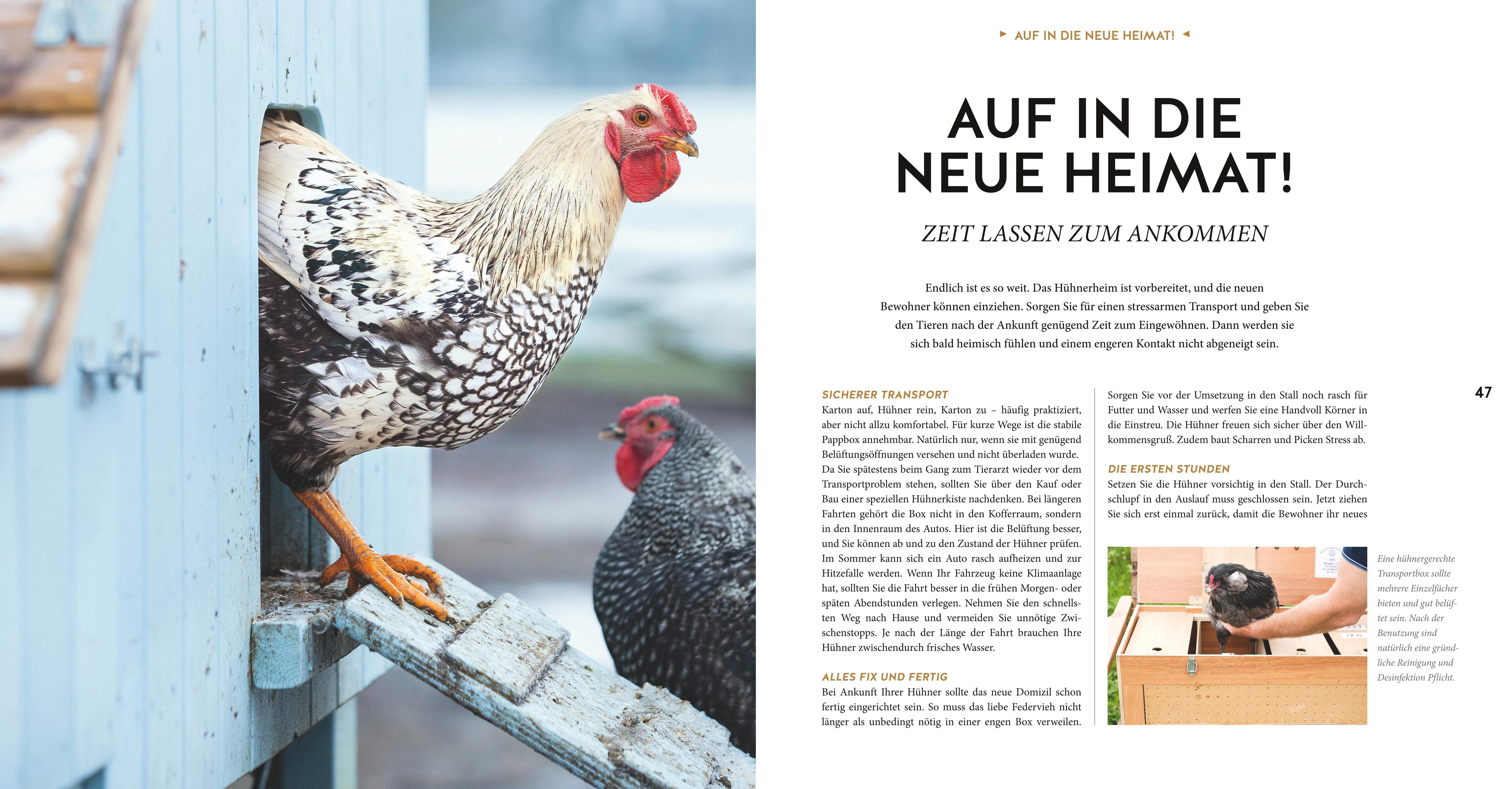 Beispielinhalt (Bild) Hühner Basics