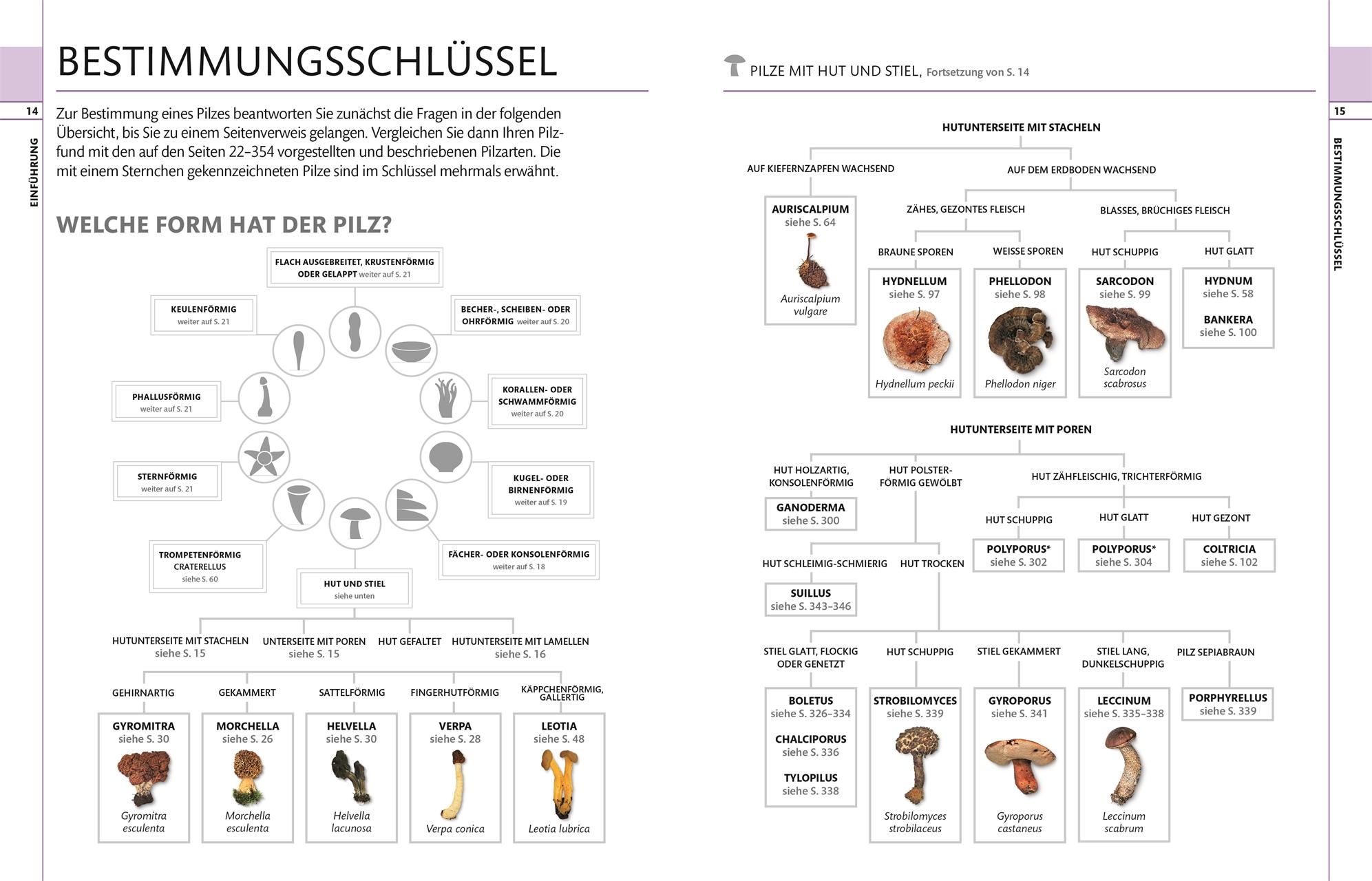 Beispielinhalt (Bild) Pilze