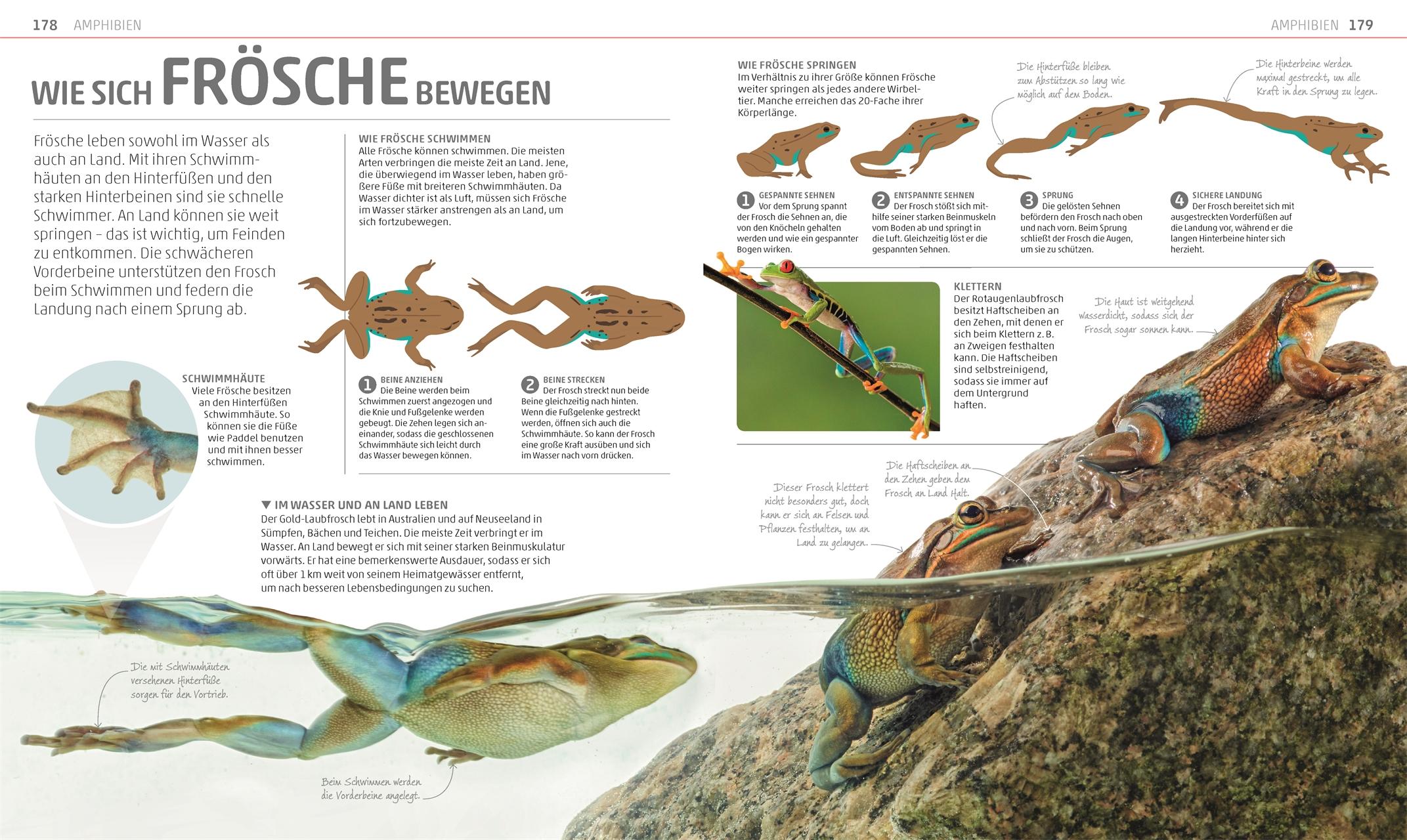 Beispielinhalt (Bild) MegaWissen Natur
