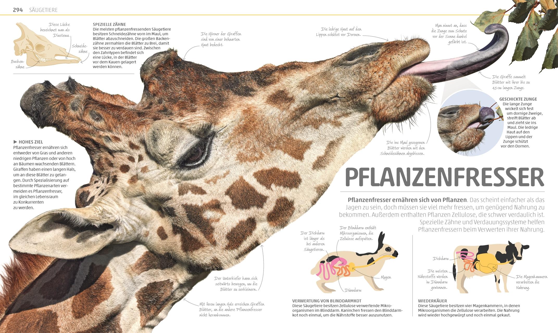 Beispielinhalt (Bild) MegaWissen Natur