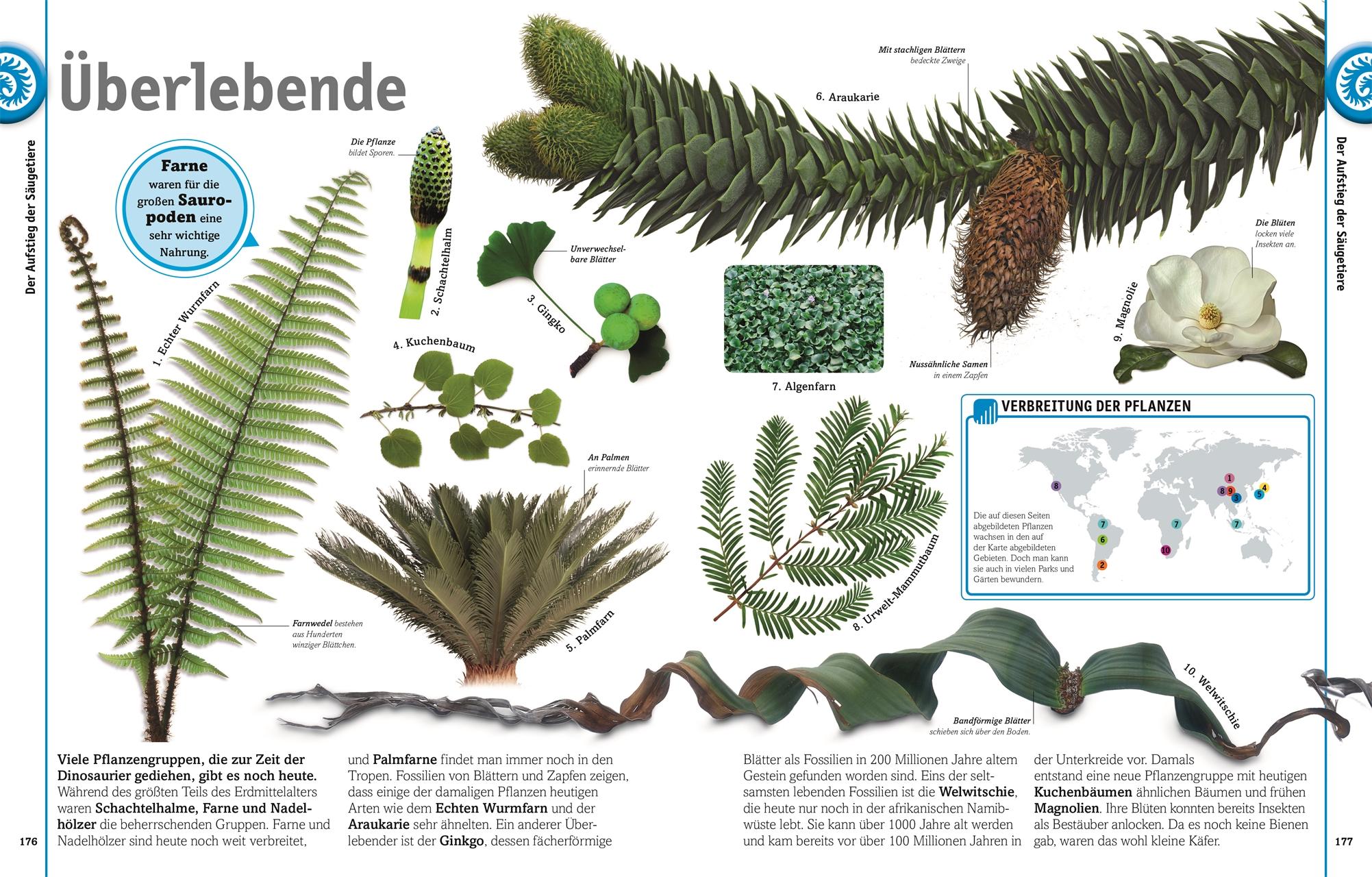 Beispielinhalt (Bild) Dinosaurier