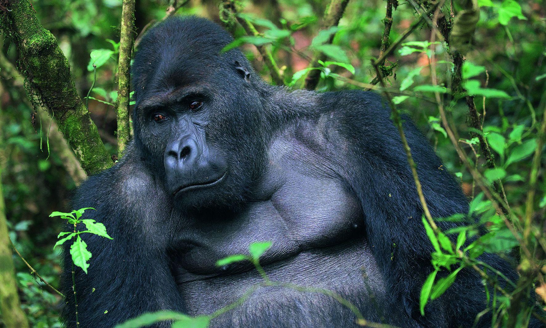 Beispielinhalt (Bild) Im Bann der wilden Tiere