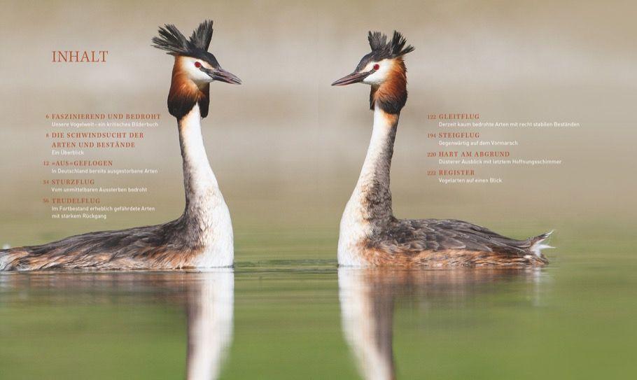 Beispielinhalt (Bild) Unsere einzigartige Vogelwelt