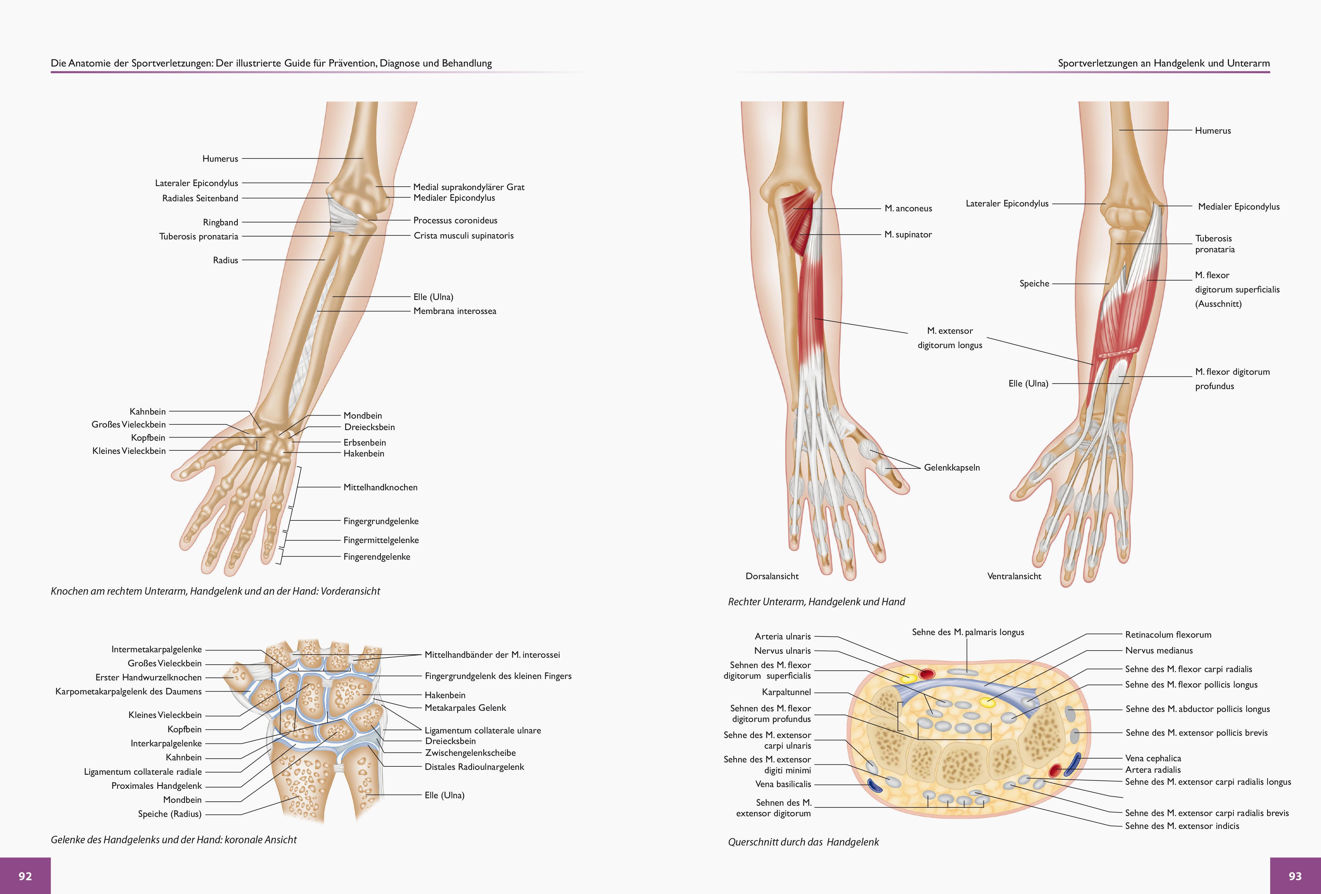 Beispielinhalt (Bild) Die Anatomie der Sportverletzungen