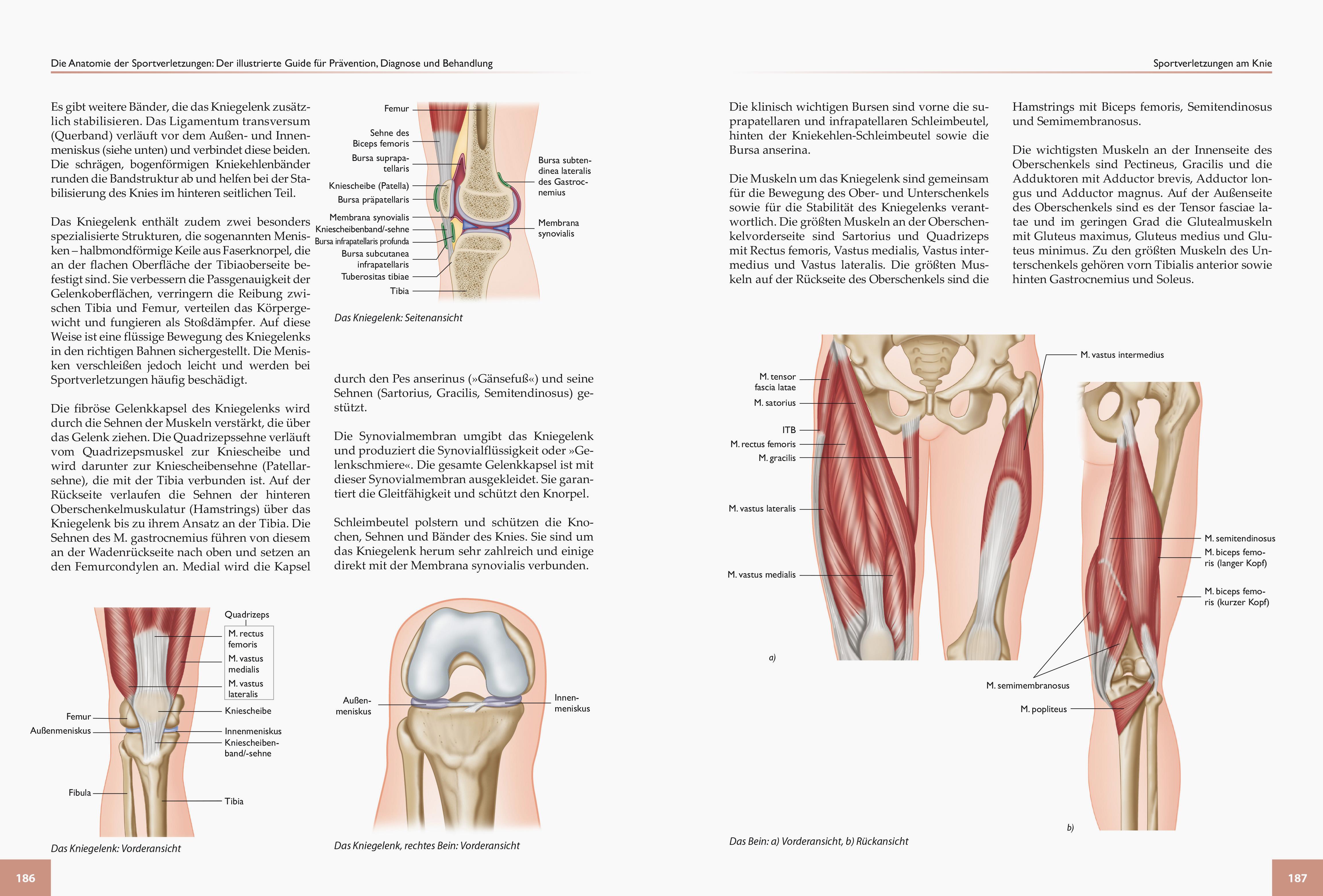 Beispielinhalt (Bild) Die Anatomie der Sportverletzungen