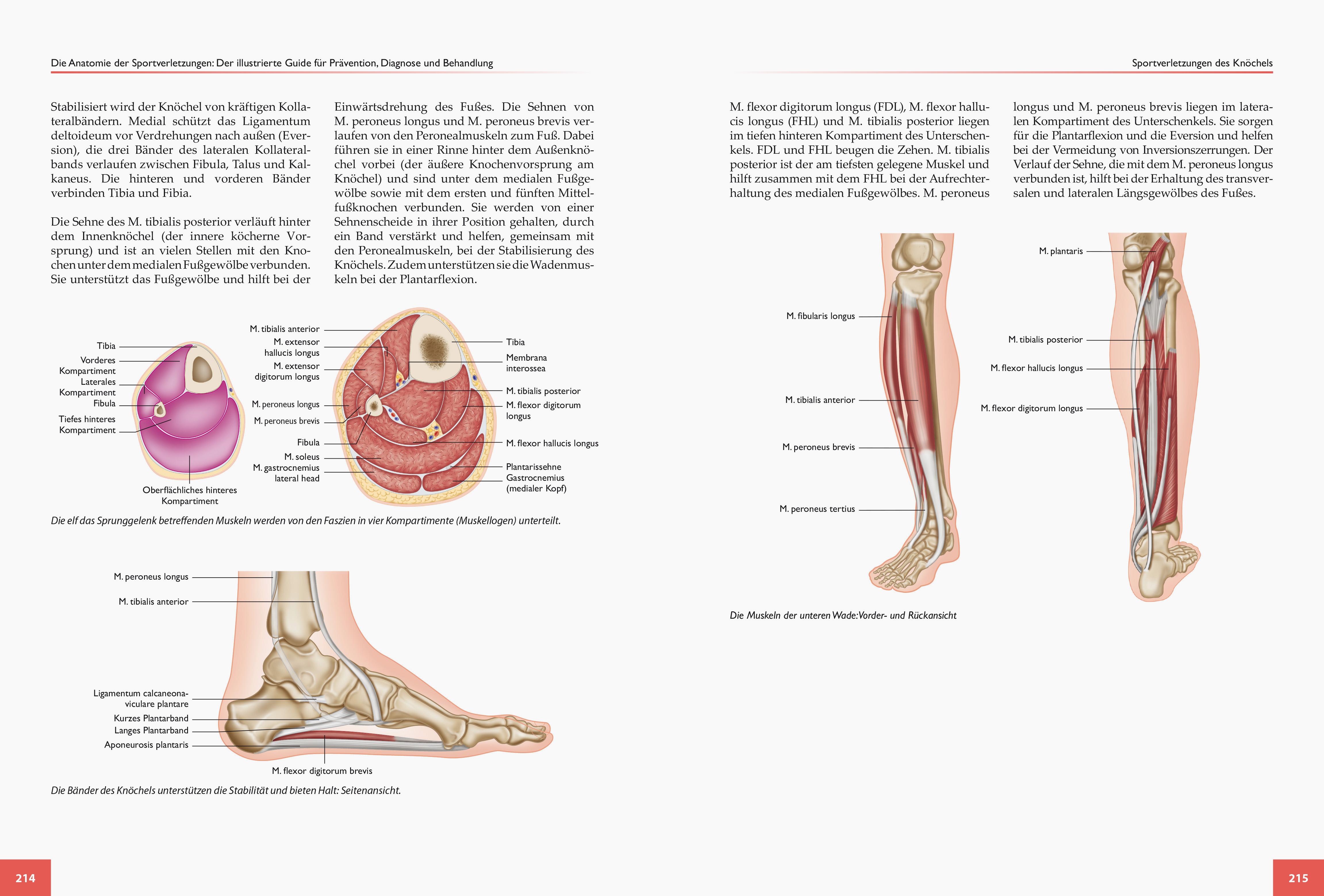 Beispielinhalt (Bild) Die Anatomie der Sportverletzungen