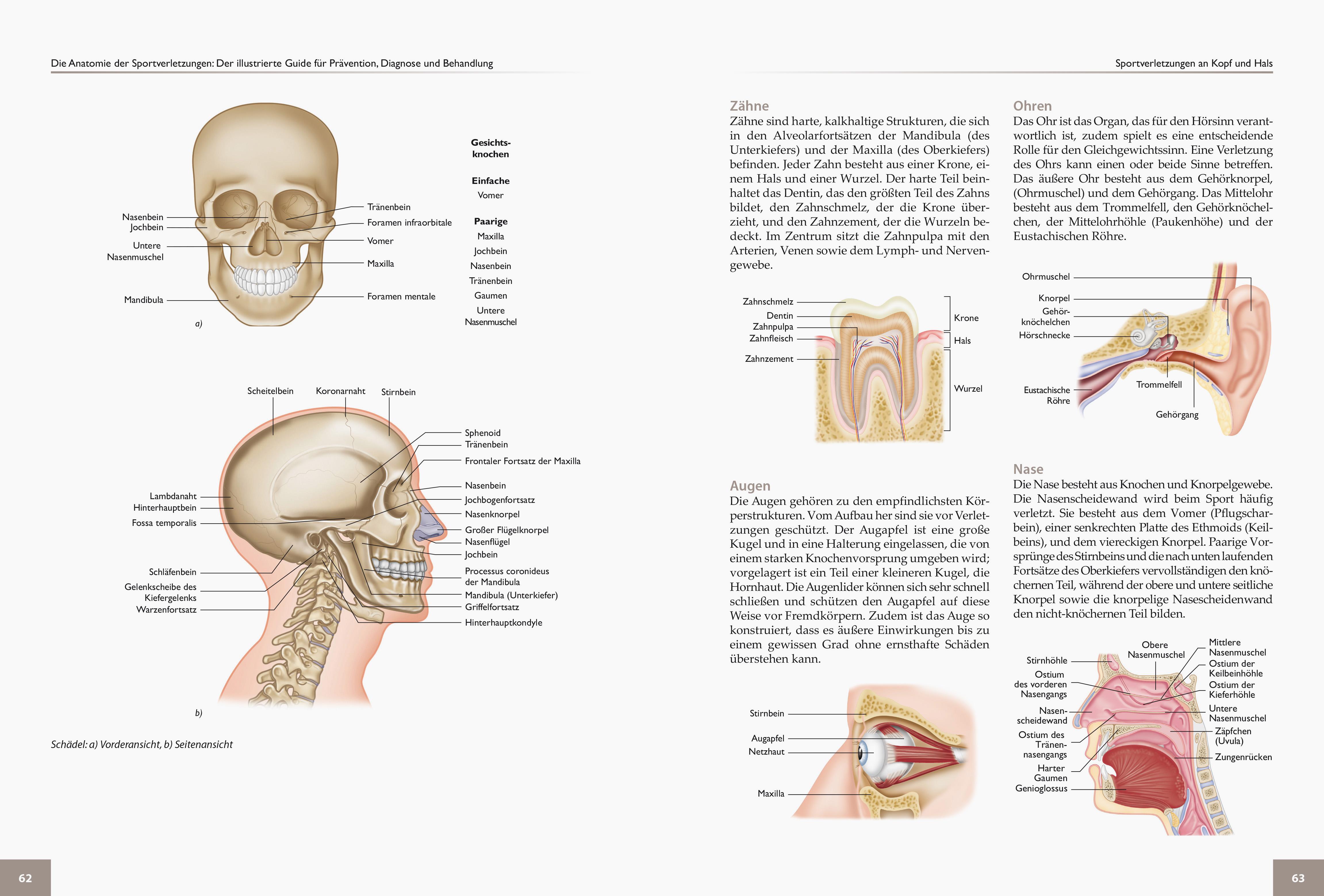 Beispielinhalt (Bild) Die Anatomie der Sportverletzungen