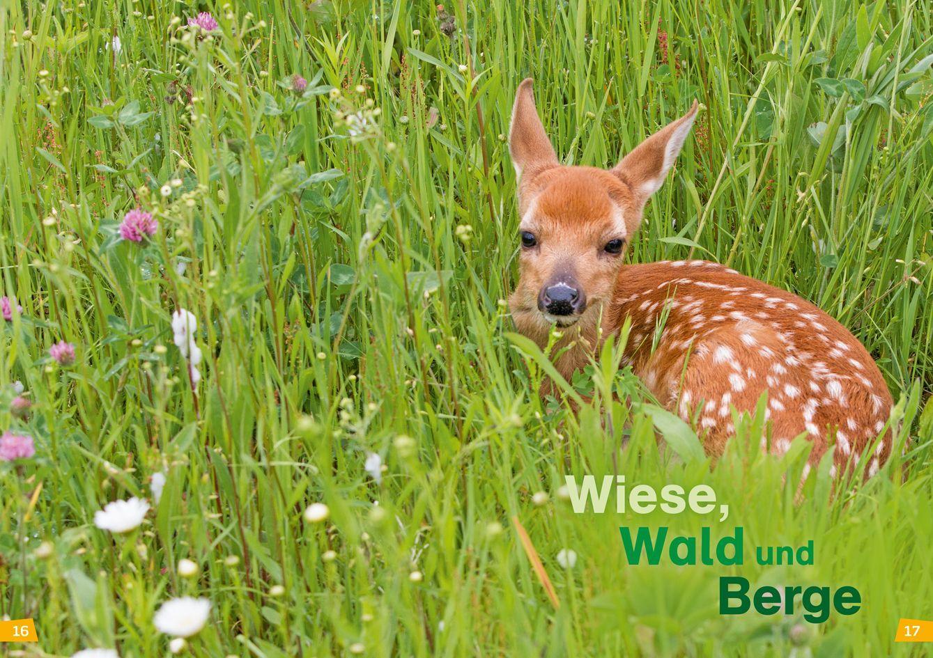 Beispielinhalt (Bild) WAS IST WAS Erstes Lesen Band 4. Natur entdecken