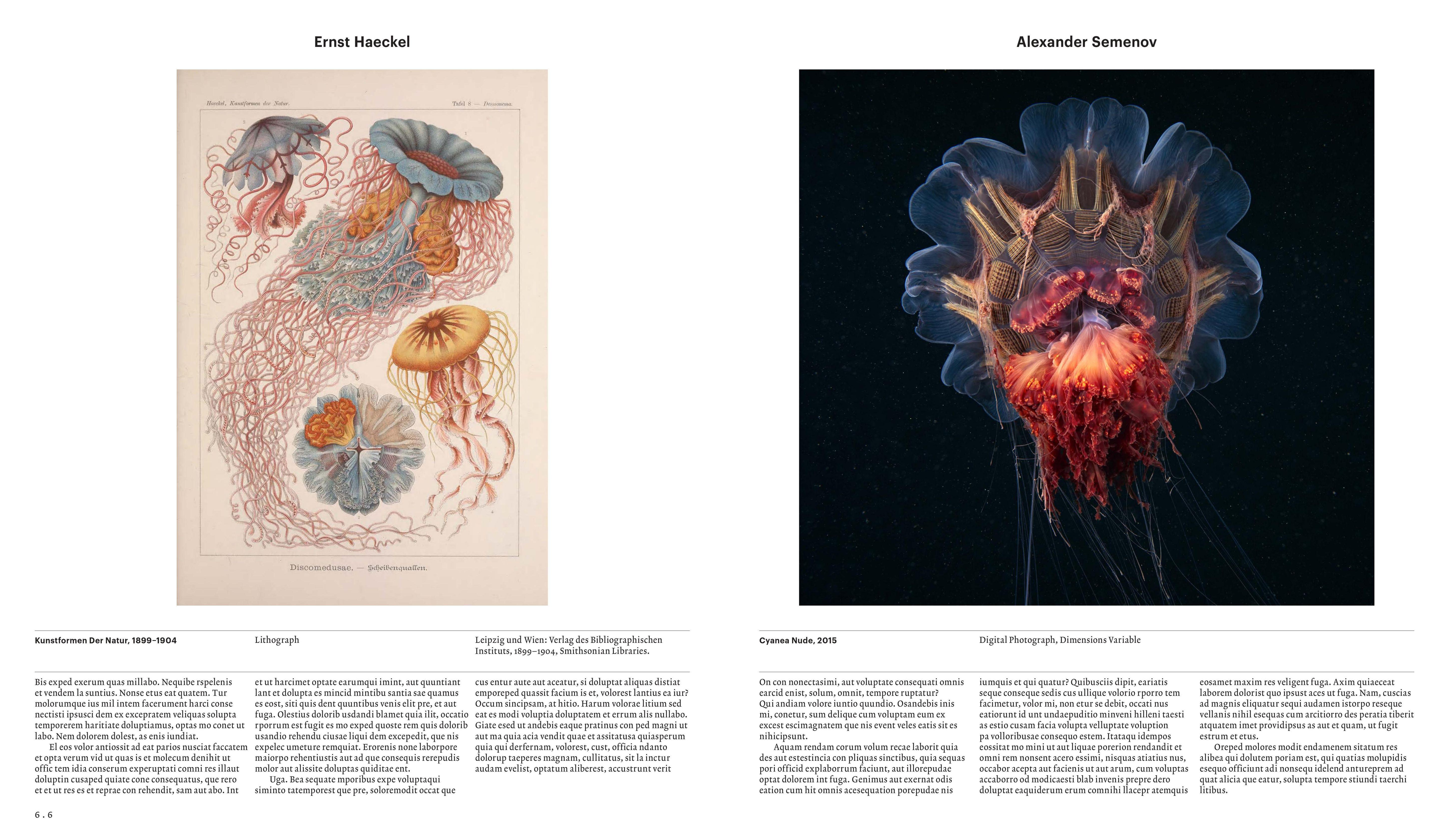 Beispielinhalt (Bild) Animal