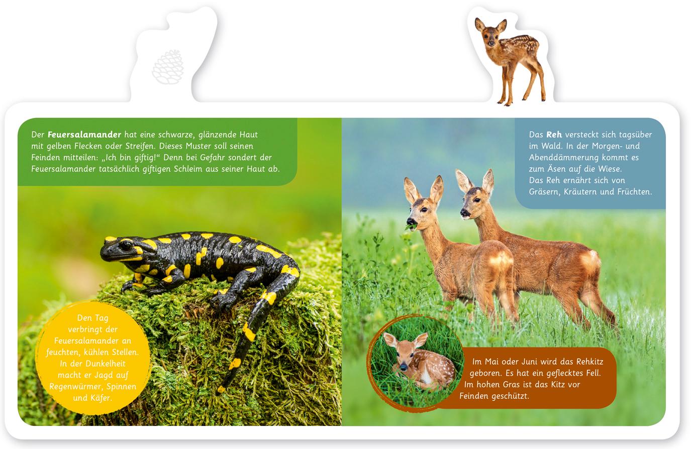 Beispielinhalt (Bild) Mein kleines Tier-Lexikon - Tiere im Wald