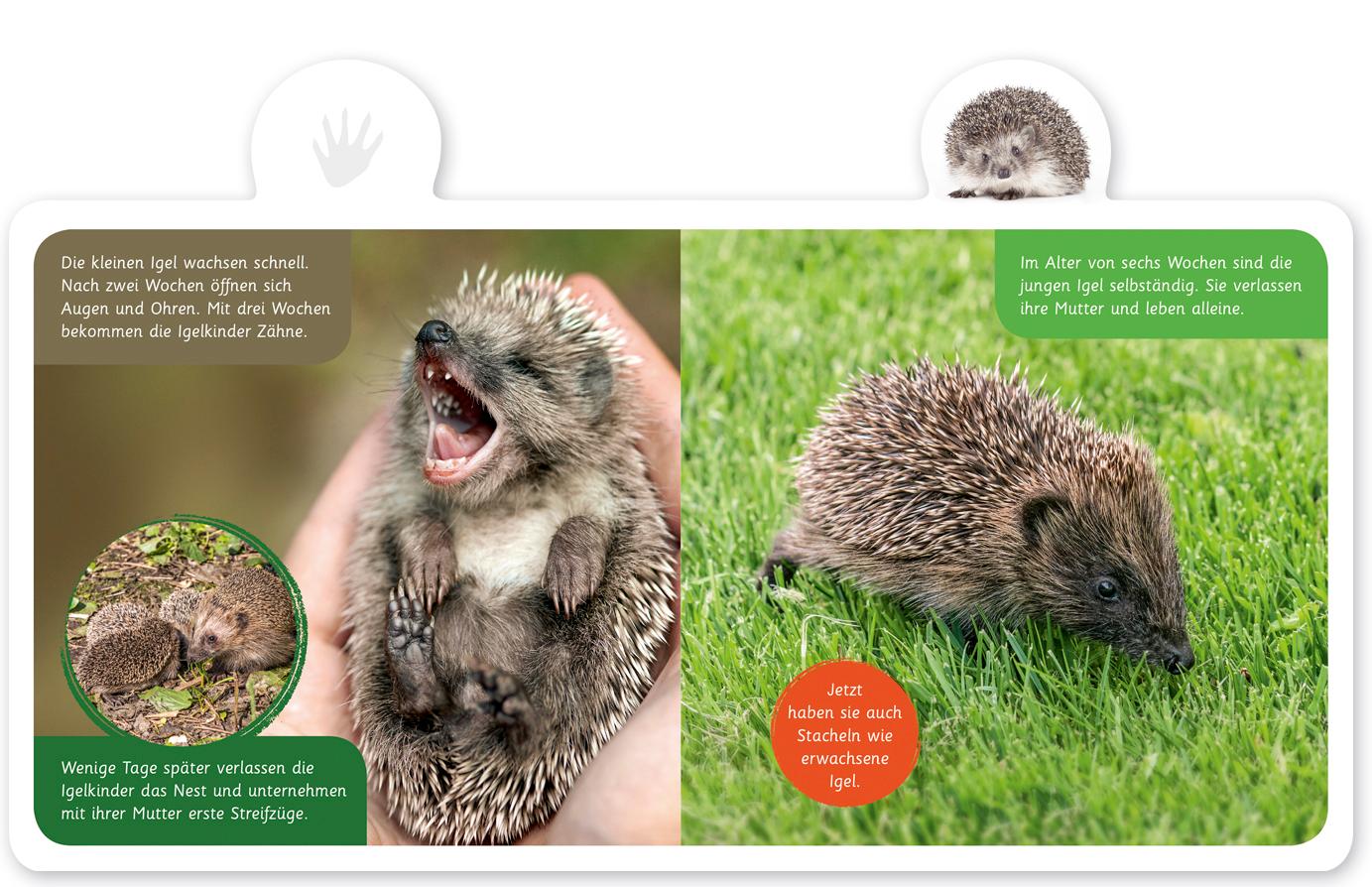 Beispielinhalt (Bild) Mein kleines Tier-Lexikon - Der Igel