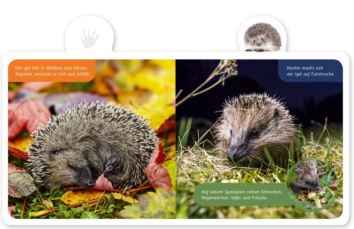 Beispielinhalt (Bild) Mein kleines Tier-Lexikon - Der Igel