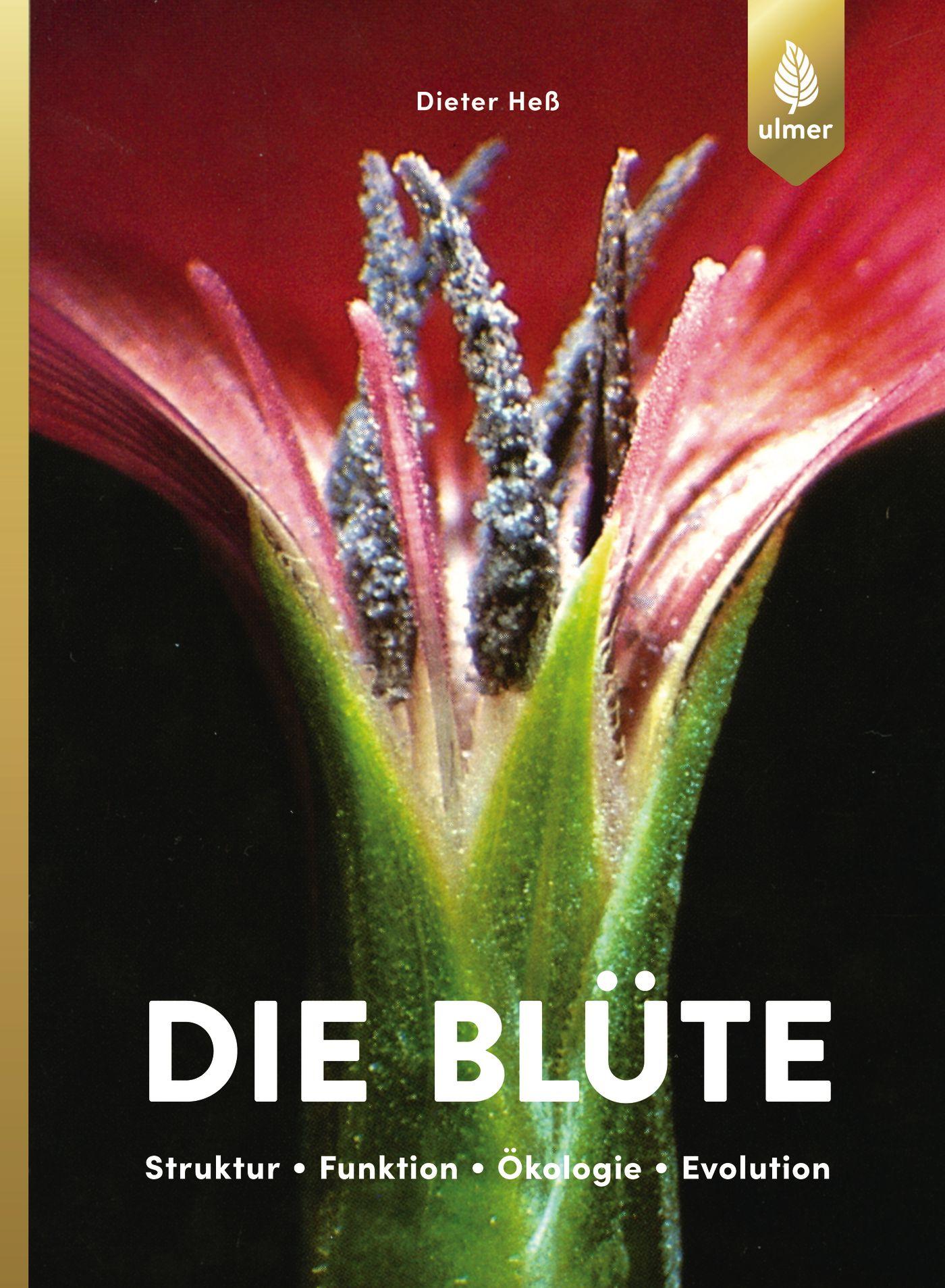 Vorderes Coverbild Die Blüte