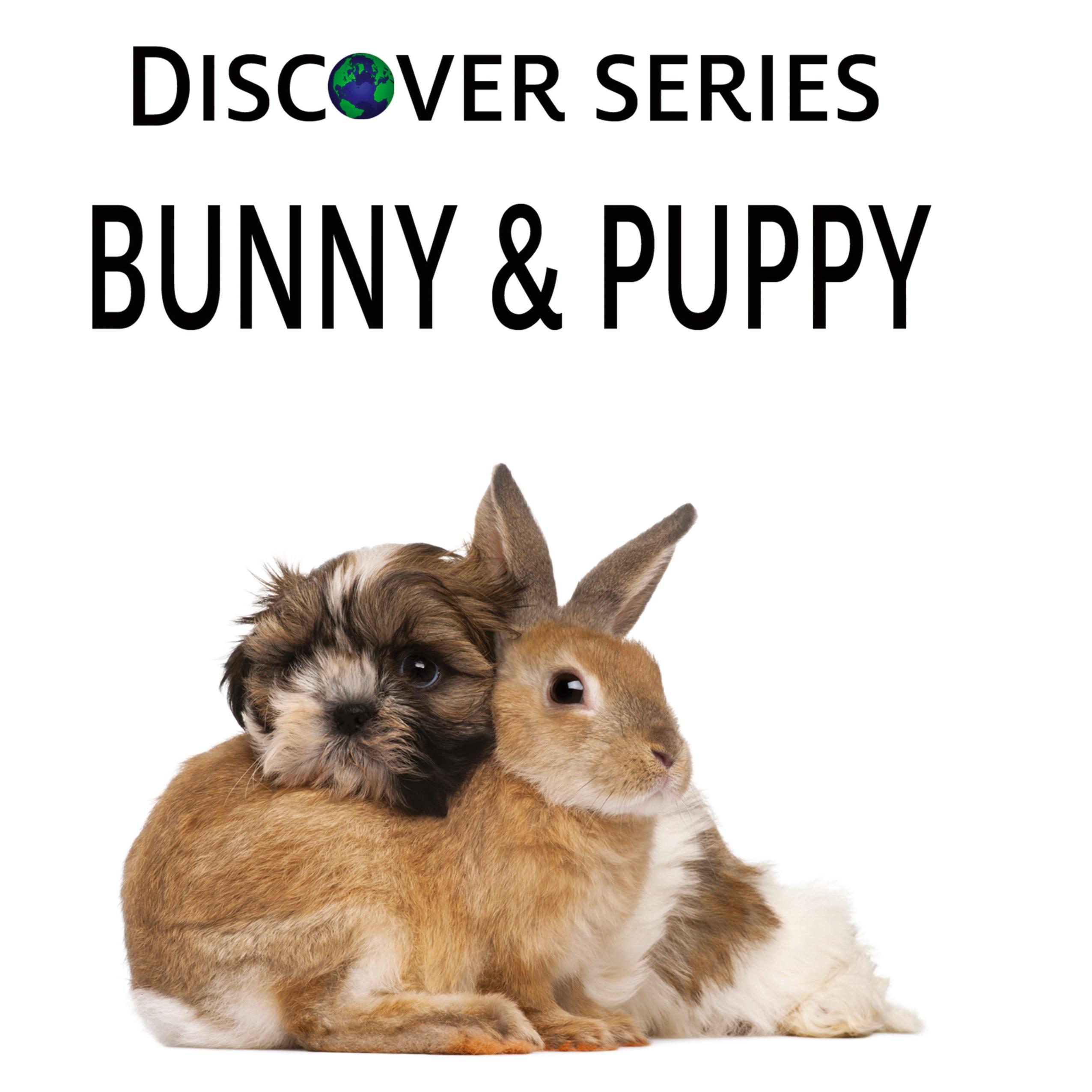 Vorderes Coverbild Memoirs of a Modern She-Noodle