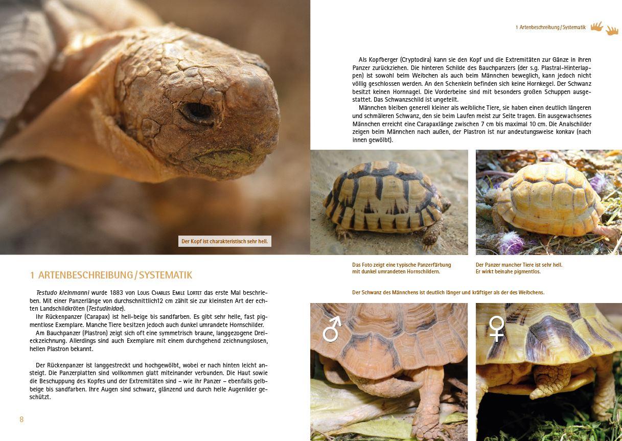 Beispielinhalt (Bild) Testudo kleinmanni